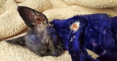 This Poor Purple Creature Was Rescued From A Tragic Life Of Pain And Torture