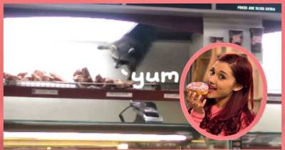 Watch As A Raccoon Teaches Ariana Grande The Right Way To Steal Donuts!
