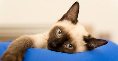 All About Siamese Cats