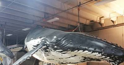 Ever Wondered How A Life-Size Humpback Whale Sculpture Is Made? OMG AMAZING!