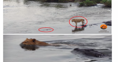 See What Happens Next When Crocodile Attacks A Male Lion Crossing A River.