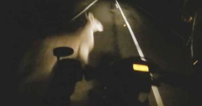 Motorcycle Hits Two Kangaroos On Highway Without Crashing