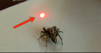What This Huge Spider Does When It Sees A Laser Pointer Will Leave You Terrified.