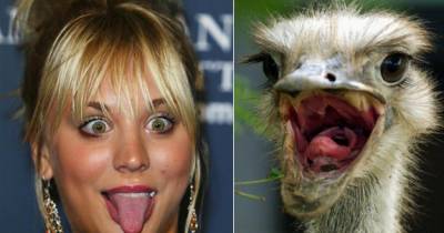 The Funniest Celebrity Look Alikes