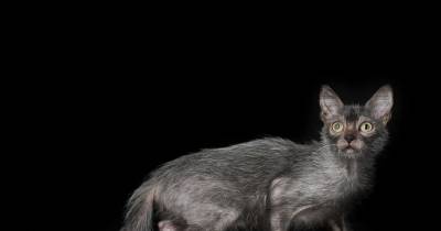 The &ldquo;Werewolf Cat&rdquo; Is Everything That&rsquo;s Wrong With Designer Breeds