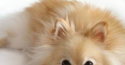 Pomeranians, Little Dogs With &ldquo;Big Dog&rdquo; Personalities