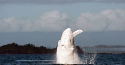 What These Tourists Witnessed Was A Rare Once In A Lifetime Event. This Is So Majestic.