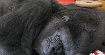"Man Is Stupid!" Koko the Gorilla Shames Humans Over Climate Conditions.