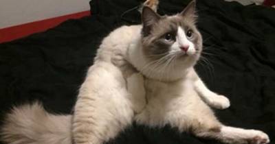 Hate To Break This To You But, Your Cat Loves To Fap