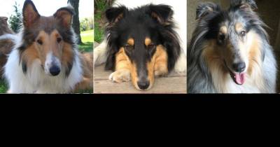 Who Didn't Love Lassie?