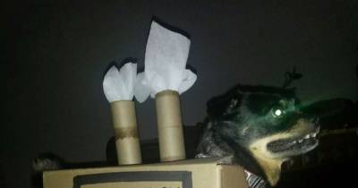 Dogs Who Absolutely Hate Their Life Right Now!