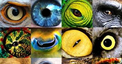 How Humans SEE vs How Animals SEE