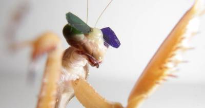 It's Not Movie Magic, These Mantises Are Watching 3D Movies!