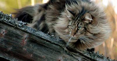 Norwegian Forest Cat - Cat Stats