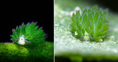 This Rare Slug Is Solar Powered!