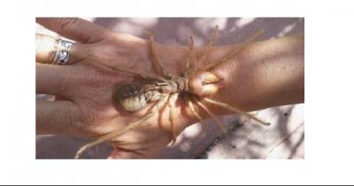 The Most Terrifying Spiders In The World