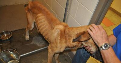 First Statewide Animal Abuse Registry Launching