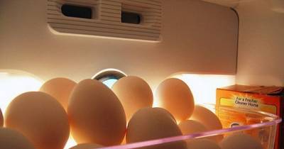 Unbelievable! Here is Why You Should NOT Keep Your Eggs In The Refrigerator