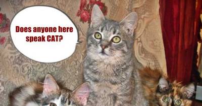 What Your Cat Is Really Trying To Tell You
