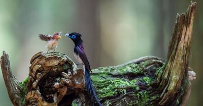 Pics Of Birds Taking Care Of Their Babies