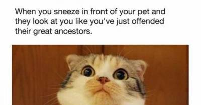 19 Things Only Cat Owners Know To Be True
