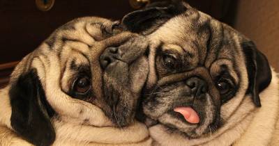 All About Pugs
