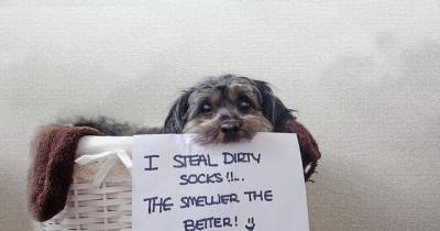 Best Of Dog Shaming