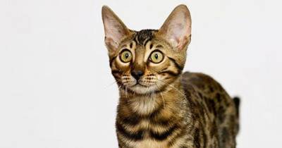 Hypoallergenic Cat Breeds