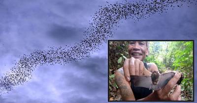 The Horrifying Spectacle Of Three Million Bats Going Night Hunting