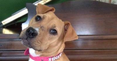 A Mother Brought Home This Rescued Pit Bull. But What It Did To Her Little Boy Is Shocking.