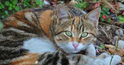 The Magnificent Tabby Cat