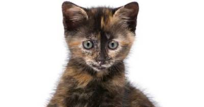 &ldquo;Tortitude" - The Unique Personality Of Tortoiseshell Cats: Fact Or Fiction?