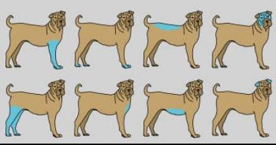 This Is Why You Should Give Your Dog A Massage Regularly