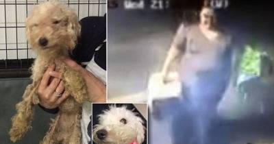 The Pennsylvania Police Need Your Help To Find This Dog Abuser
