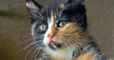 Catitude...personified By Calico Cats