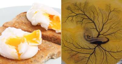 This Bizarre Video Will Put You Off Eggs For Life
