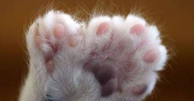 Polydactyl Cats: The Felines With Extra Toes