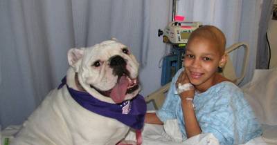 The Benefits Of Therapy Animals