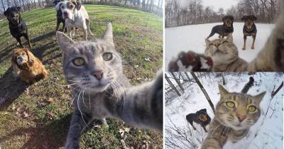 The Internet Is Falling In Love With "Manny The Selfie Cat."