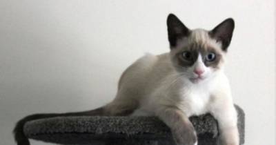 Forget The Grumpy Cat Stereotype, Snowshoes Are Awesome.