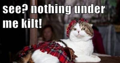 Scottish Fold Cats - The Kilted Kitty
