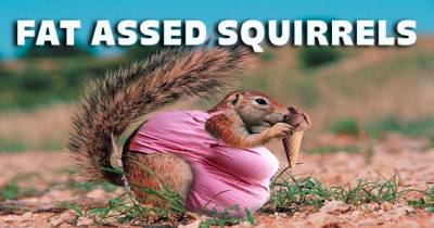 Warmer Weather Is Making Squirrels Seriously Tubby