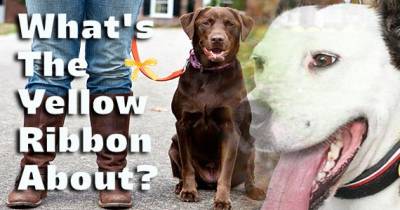 What To Do If You See A Yellow Ribbon On A Dog&rsquo;s Leash