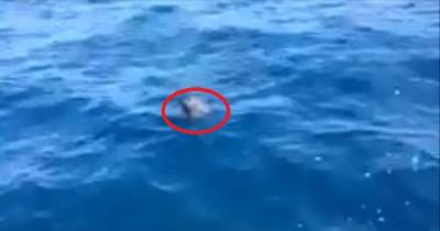 A Couple Saw Something In The Water. As They Filmed, They Saw Something That One Sees Just Once In A Lifetime.
