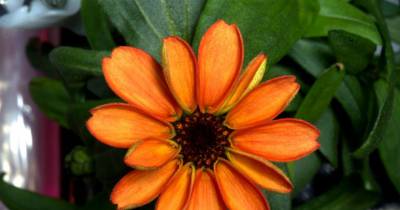 NASA Astronaut Grows The First Ever Flower In Space