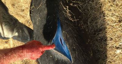 They Had No Clue They'd Find THIS Inside A Wild Hog's Body