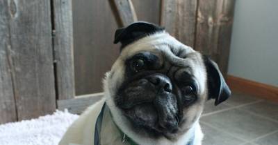 No One Can Shame These Unrepentant Pugs