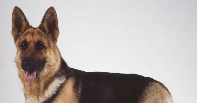 German Shepherds: Loyal Working Dogs