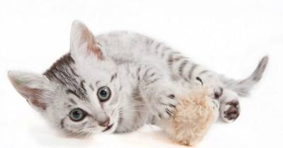 The Majestic Egyptian Mau Cat