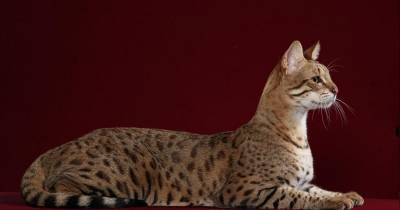 Savannah Cats: Good Choice For A Pet?